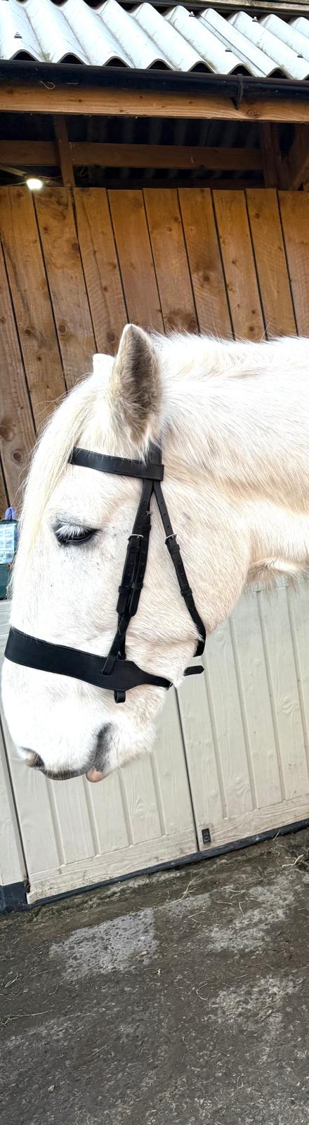 "Heavy horse hunter bridle black leather extra wide – Sui Saddlery"