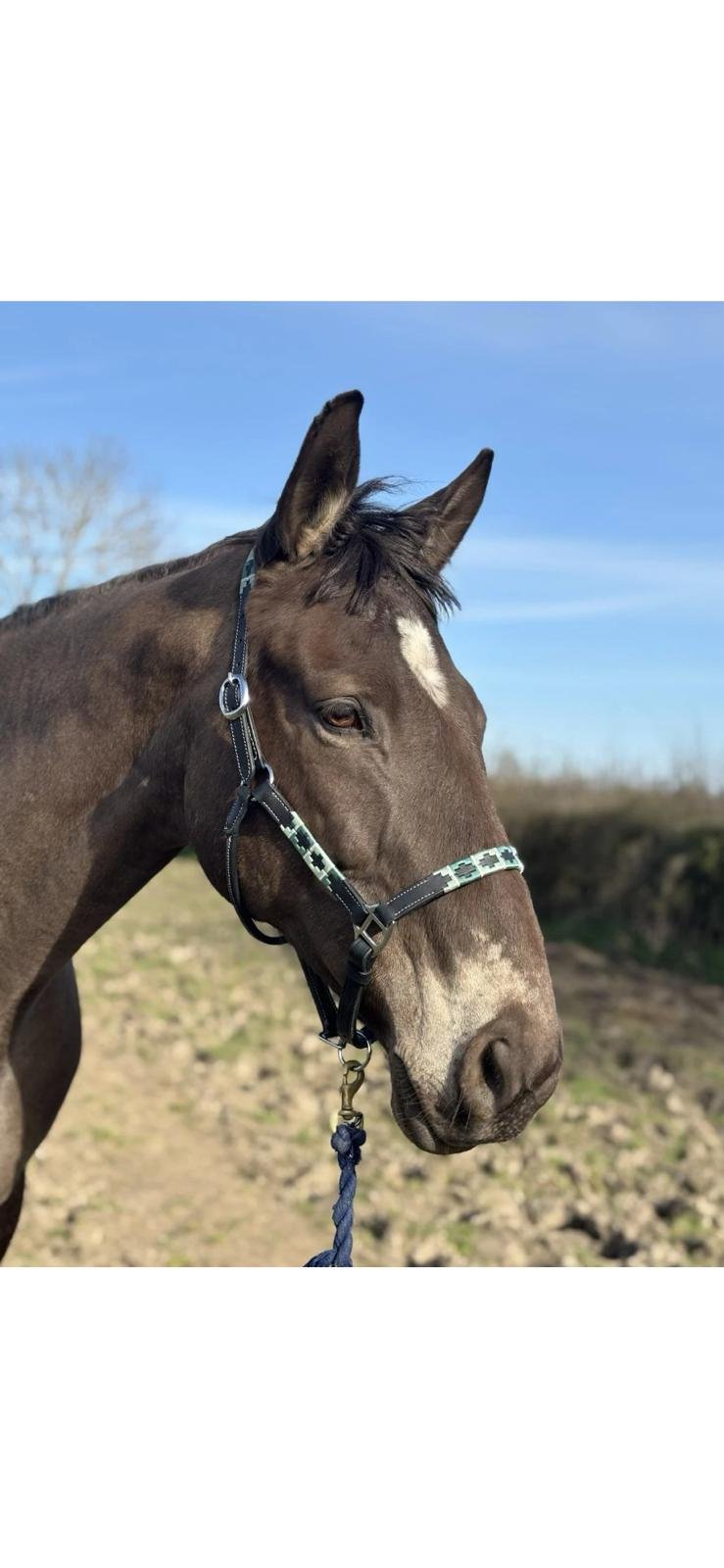 Polo Headcollar/ Halter