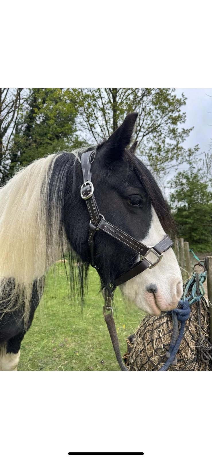 Leather Headcollar/Halter