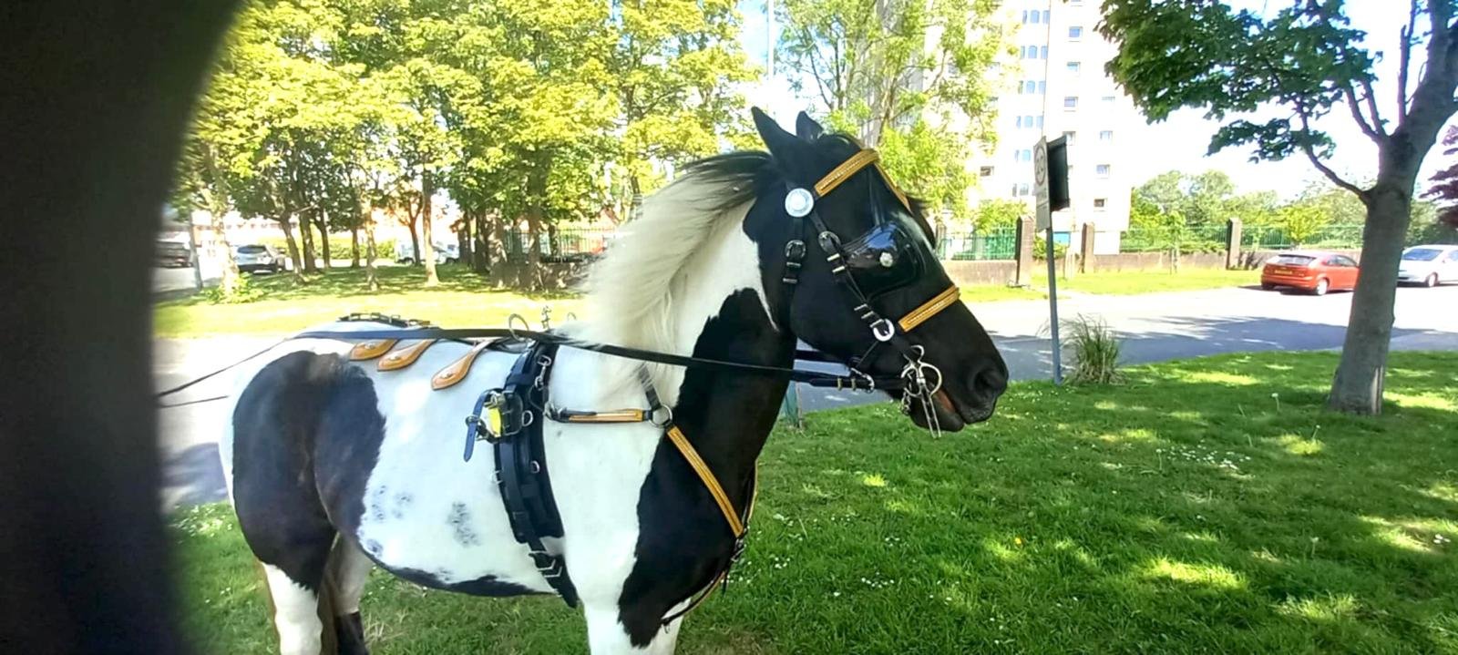 Quick Hitch Leather Harness 