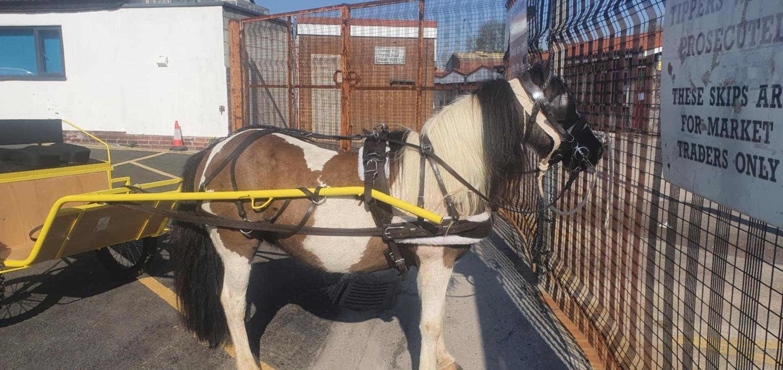 Driving Leather Harness