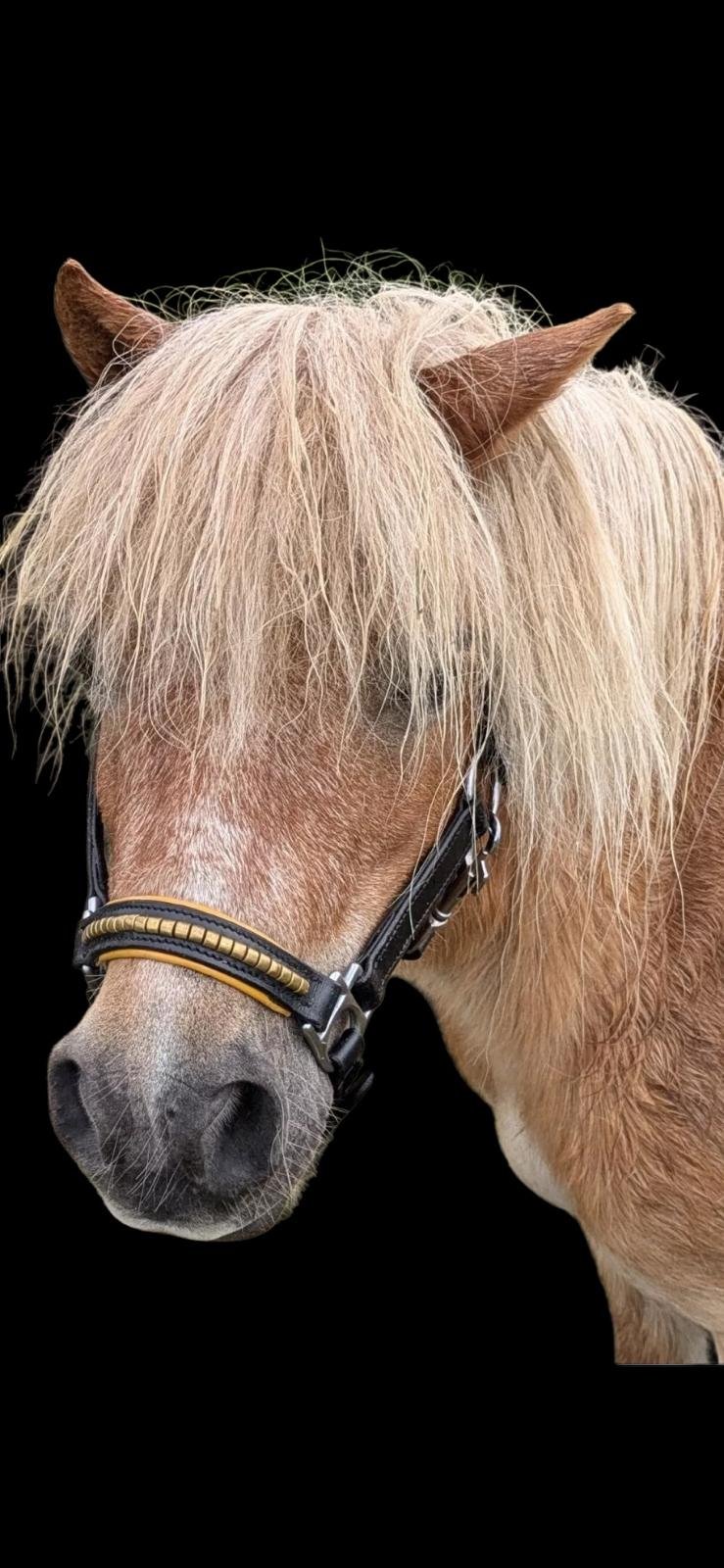 MINI SHETLAND LEATHER HEAD COLLAR FULLY ADJUSTABLE IN BLACK WITH GOLDEN CLINCHER
