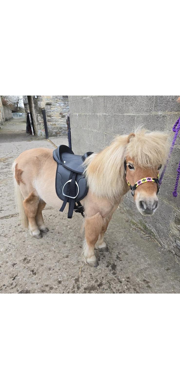 Complete Pony Saddle Set-10